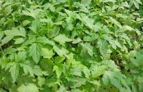 Agro-économiste, Consultant Ir Agronome. Service personnalisé aux clients  mediacongo